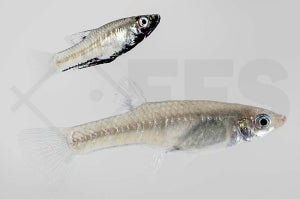 Metallkärpfling (Girardinus metallicus)