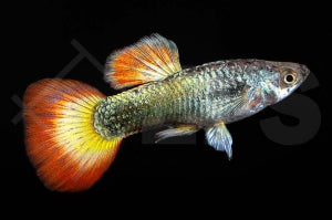 Guppy männlich "sunrise" (Poecilia reticulata)
