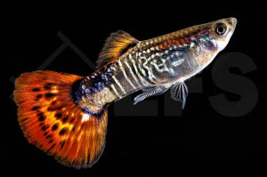 Guppy männlich "cobra rot" (Poecilia reticulata)