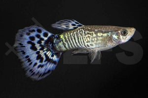 Guppy männlich "cobra blau" (Poecilia reticulata)