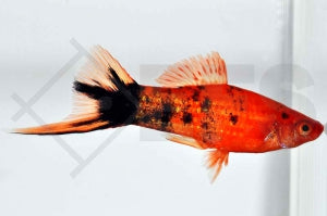 Schwertträger "marmor" (Xiphophorus helleri)