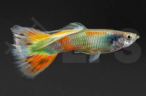 Guppy männlich "multicolor" (Poecilia reticulata)