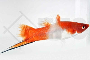 Schwertträger "KOHAKU" (Xiphophorus helleri)