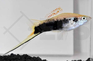 Schwertträger "tuxedo grün" (Xiphophorus helleri)