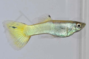 Guppy männlich "german yellow" (Poecilia reticulata)