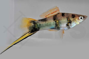 Schwertträger "tiger grün" Xiphophorus helleri