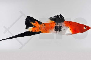 Schwertträger "tricolor" (Xiphophorus helleri)
