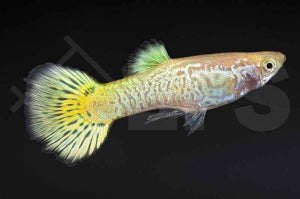 Guppy männlich "cobra gelb" (Poecilia reticulata)