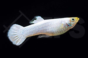 Guppy männlich "Snow white" (Poecilia reticulata)