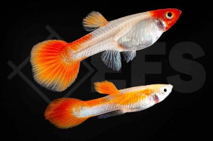 Koi Guppy "KOHAKU" (Poecilia reticulata)