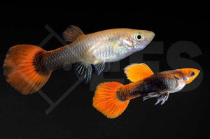 Koi Guppy "tuxedo" (Poecilia reticulata)