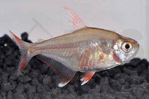 Schmucksalmler "White Fin" (Hyphessobrycon bentosi)