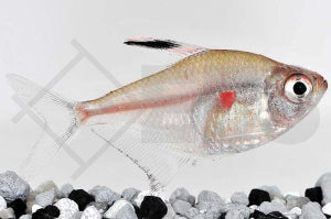 Fahnenkirschflecksalmler (Hyphessobrycon erythrostigma)