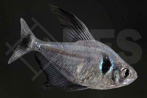 Schwarzer Phantomsalmler (Megalomphodus megalopterus)