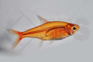 Feuertetra (Hyphessobrycon amandae)