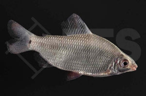 Afrikanischer Rotflossensalmler (Distichodus affinis)