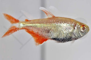 Rautenflecksalmler "albino" (Hyphessobrycon anisitsi)