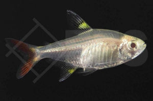 Sternflecksalmler "gold" (Pristella maxillaris)