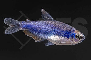 Königssalmler "super blue" (Inpaichthys kerri)