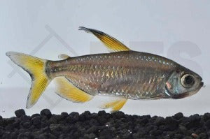 Flammenkongosalmler (Alestopetersus nigropterus)