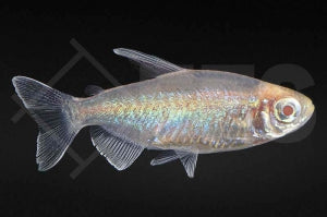 Blauer Kongosalmler "albino" (Phenacogrammus interruptus)
