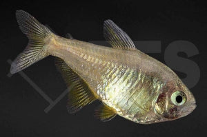 Roter von Rio "zitrone" (Hyphessobrycon flammeus)