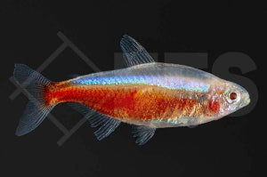 Roter Neon "albino" (Paracheirodon axelrodi)