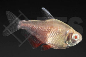 Roter von Rio "orange white fin" (Hyphessobrycon flammeus)