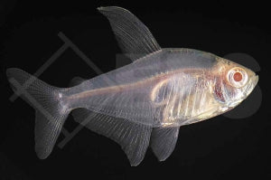 Roter Phantomsalmler "albino" (Megalomphodus sweglesi)
