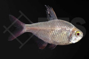 Rot-Blauer Columbianer "gold" (Hyphessobrycon columbianus)