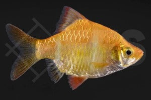 Sumatrabarbe "gold" (Barbus tetrazona)