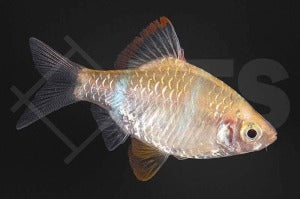 Sumatrabarbe "gold" (Barbus tetrazona)