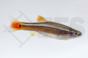 Kardinalfisch (Tanichthys albonubes)