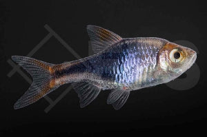 Keilfleckbarbe "schwarz" (Rasbora heteromorpha)