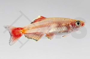 Kardinalfisch "gold" (Tanichthys albonubes)