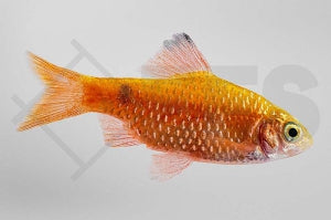 Prachtbarbe "gold" (Puntius conchonius)