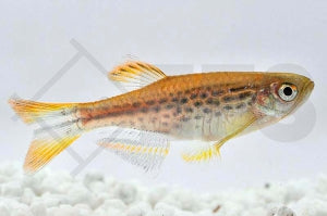Kyathitbärbling (Danio kyathit)