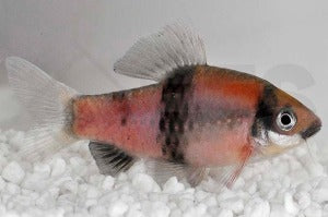 Glühkohlenbarbe (Barbus fasciatus)