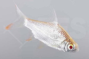 Brassenbarbe "albino" (Barbodes schwanenfeldii)