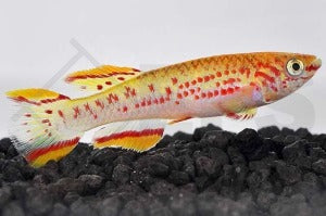 Gardners Prachtkärpfling "gold" (Aphyosemion gardneri)