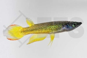Streifenhechtling "gold" (Aplocheilus lineatus)