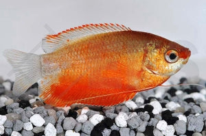 Honiggurami "rot" (Colisa chuna)