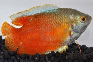 Zwergfadenfisch "rot" (Colisa lalia)