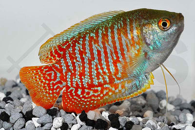 Zwergfadenfisch (Colisa lalia)