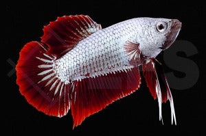 Kampffisch männlich "snowwhite dragon" (Betta splendens)