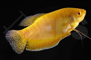 Gepunkteter Fadenfisch "gold" Trichogaster trichopterus