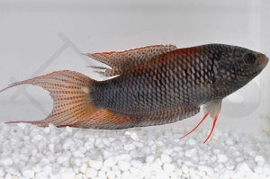 Rotrücken-Makropode (Macropodus erythropterus)