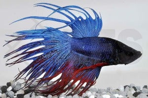 Kronenkampffisch männlich "crowntail" (Betta splendens)