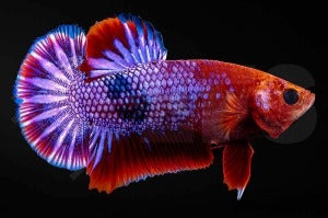 Kampffisch männlich "Hellboy" (Betta splendens)