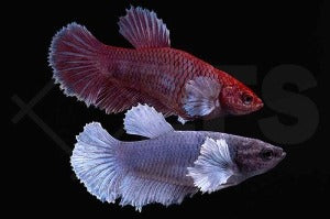 Elefantenohren-Kampffisch weiblich "Dumbo Ear" (Betta splendens)